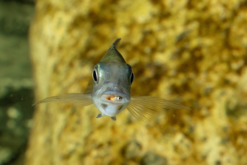 Ophthalmotilapia ventralis 'Kafyoko Point'